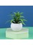 6X14 cm Yapay Gül Çiçek Bonsai Sahte Bitkiler Plastik Saksı Bitki Ev Masaüstü Simüle Dekor Oturma Odası Süs Sahte Ağaç (Yurt Dışından) 1