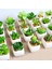 Yeşil Xiaofoshouzhi 39 Stilleri Yeşil Yapay Succulents Bitkiler Ev Bahçe Dekorasyon Düğün Bitkileri Duvar Çiçek Aranjmanı Bonsai Sahte Bitkiler (Yurt Dışından) 2