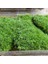 Kurutma (Çift Katmanlı) Bir Kutu Yosun Microlandscape Hava - Kurutulmuş Yosun Ölümsüz Yosun Aksesuarları Saksı Akvaryum Iç Mekan Yosun Duvar Bitkileri Bahçe Dekorasyonu (Yurt Dışından) 2