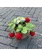 Çilek-L 1 Adet (Saksı Ile) El Yapımı Tığ Çilek Bonsai, Yaratıcı Hediye Fikri Için Yapay Bitkiler Saksı, Ofis/ev/oturma Odası Için Sevimli Masa Dekoru (Yurt Dışından) 3