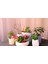 Yeşil Xiao Xianrenke 39 Stilleri Yapay Bitkiler Ev Bahçe Dekorasyon Sahte Bitkiler Bonsai Succulents Bitkiler Düğün Çiçek Aranjmanı Aksesuarları (Yurt Dışından) 5