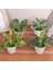 G Mini Masaüstü Küçük Saksı Yapay Aloe Vera Bitki Bonsai Bitki Sahte Çiçek Masası Saksı Dekorasyon Ev Bahçe Dekorasyonu (Yurt Dışından) 4