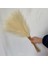 Krem Renkli 5 Adet 1/5/10/20 Adet 55 cm Mini Sahte Pampas Çim Yapay Görkemli Çim Vazo Dolgu Çiçek Ev Oturma Odası Mutfak Düğün Boho Dekor (Yurt Dışından) 1