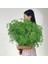 Yeşil 90G Doğal Taze Kurutulmuş Korunmuş Çiçekler Gypsophila Ebedi Nefes Buketleri Sevgililer Günü Hediyesi Düğün Boho Ev Dekor Paniculata (Yurt Dışından) 1