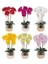 1 Kök 78CM Kırmızı Phalaenopsis 70/78/90CM Güve Orkide 3D Gerçek Dokunmatik Yaprakları Dekorasyon Düğün Kelebek Çiçek Çiçek Ev Partisi - Indıgo (Yurt Dışından) 5