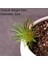 Yeşil Kong Xin Cao Yeşil Yapay Succulents Bitkiler Ev Bahçe Yatak Odası Balkon Masaüstü Masa Mini Bonsai Düğün Parti Dekorasyon Sahte Bitkiler (Yurt Dışından) 1
