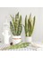 6 LEAF-369A Yapay Bitkiler Ev Bahçe Dekorasyonu Için Plastik Sansevieria Şubesi Dıy Bonsai Açık Sahte Bitkiler (Yurt Dışından) 3