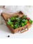Büyük Xianrenke 39 Stilleri Yeşil Yapay Succulents Bitkiler Ev Bahçe Dekorasyon Düğün Bitkileri Duvar Çiçek Aranjmanı Bonsai Sahte Bitkiler (Yurt Dışından) 5