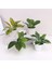 Stil 9 Mini Yapay Bitkiler Bonsai Küçük Simüle Aloe Ağacı Saksı Bitkileri Sahte Çiçekler Ofis Masası Saksı Süsler Ev Bahçe Dekor (Yurt Dışından) 3
