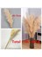 Beyaz 2 3 Adet 80-120 cm Pampas Çim Büyük Uzun Boylu Kabarık Pampas Kurutulmuş Çiçekler Boho Dekor Bitki Vazo Için Ev Düğün Dekor Çiçek Aranjmanı (Yurt Dışından) 3