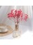 10G Vazo Yok 10-15CM 10G,10-15CM Mini Doğal Gypsophila Kurutulmuş Çiçekler Pampas Çim Kuru Çiçekler Ev Dekoratif Fotoğraf Fotoğraf Arka Fonu Dekor (Yurt Dışından) 3
