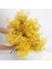 Sarı 30G Beyaz Doğal Kurutulmuş Gypsophila Bebeğin Nefesi Kurutulmuş Çiçekler Gypsophila Aranjman Ev Dekorasyon Düğün Masa Dekor Çiçek Dıy (Yurt Dışından) 1