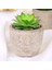 Stil 8 Plastik Yapay Etli Bitkiler Sahte Dekoratif Top Bitkiler Simülasyon Mini Mini Yapay Bonsai Ev Dekor Için (Yurt Dışından) 1