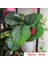 43CM Hiçbir Pot A Potsuz 43CM 12 Kafa Tropikal Monstera Yapay Bitki Şube Sahte Kaplumbağa Yaprağı Potsuz Plastik Palmiye Ağacı Ev Bahçe Duvar Dekoru Için (Yurt Dışından) 3