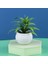 6X14 cm Mini Yapay Aloe Bitkiler Bonsai Küçük Simüle Ağaç Saksı Bitkileri Sahte Çiçekler Ofis Masası Saksı Süsler Ev Bahçe Dekor (Yurt Dışından) 1