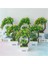 Dikdörtgen Havza Yapay Plastik Bonsai Sahte Bitkiler Çiçek Düğün Ev Dekor Bahçe Otel Saksı Yapay Sahte Plastik Bonsai Bitki Ağacı (Yurt Dışından) 3