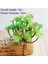 Yeşil Daxianrenke Yeşil Yapay Succulents Bitkiler Ev Bahçe Yatak Odası Balkon Masaüstü Masa Mini Bonsai Düğün Parti Dekorasyon Sahte Bitkiler (Yurt Dışından) 2