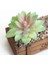 Zrg Yu Mei Ren 39 Stilleri Yeşil Yapay Succulents Bitkiler Dıy Saksısız Küçük Bonsai Ev Bahçe Masaüstü Masa Parti Dekorasyon Sahte Bitkiler (Yurt Dışından) 4