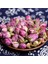 Juhua 50G 50G/100G Kuru Gül Tomurcuk Doğal Kurutulmuş Çiçekler Organik Yasemin Çiçeği Meyve Mutfak Dekoru Düğün Parti Dekorasyon Hava Ferahlatıcı (Yurt Dışından) 2