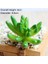 Yeşil Luxinpeihua Yeşil Yapay Succulents Bitkiler Ev Bahçe Yatak Odası Balkon Masaüstü Masa Mini Bonsai Düğün Parti Dekorasyon Sahte Bitkiler (Yurt Dışından) 1