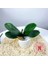 Sarı Kök 25 cm Yeni Simülasyon Bitkiler Phalaenopsis Yaprağı Dekoratif Çiçekler Yardımcı Malzeme Çiçek Dekorasyon Orkide Yaprakları Mikro Peyzaj (Yurt Dışından) 1