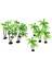 12 Adet Ağaç Palmiye Ağaçları Mini Dekor Peyzaj Yapay Model Minyatür Bonsai Tankı Balık Manzara Dekorasyon Akvaryum Kek Topper Bitki (Yurt Dışından) 1