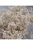 Bej 30G Beyaz Doğal Kurutulmuş Gypsophila Bebeğin Nefesi Kurutulmuş Çiçekler Gypsophila Aranjman Ev Dekorasyon Düğün Masa Dekor Çiçek Dıy (Yurt Dışından) 1