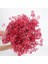 Kırmızı 30G Beyaz Doğal Kurutulmuş Gypsophila Bebeğin Nefesi Kurutulmuş Çiçekler Gypsophila Aranjmanı Ev Dekorasyon Düğün Masa Dekor Çiçek Dıy (Yurt Dışından) 1
