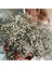 Kırmızı 30G Beyaz Doğal Kurutulmuş Gypsophila Bebeğin Nefesi Kurutulmuş Çiçekler Gypsophila Aranjmanı Ev Dekorasyon Düğün Masa Dekor Çiçek Dıy (Yurt Dışından) 2
