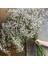 Kırmızı 30G Beyaz Doğal Kurutulmuş Gypsophila Bebeğin Nefesi Kurutulmuş Çiçekler Gypsophila Aranjmanı Ev Dekorasyon Düğün Masa Dekor Çiçek Dıy (Yurt Dışından) 4