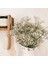 Kırmızı 30G Beyaz Doğal Kurutulmuş Gypsophila Bebeğin Nefesi Kurutulmuş Çiçekler Gypsophila Aranjmanı Ev Dekorasyon Düğün Masa Dekor Çiçek Dıy (Yurt Dışından) 5