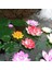 17CM Beyaz 10/17/28/40/60CM Lotus Yapay Çiçek Yüzen Sahte Lotus Bitkisi Gerçekçi Nilüfer Mikro Peyzaj Gölet Bahçe Dekor Için (Yurt Dışından) 5