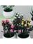 Stil 1 Mini Yapay Aloe Vera Bonsai Küçük Simülasyon Ağacı Saksı Yapay Çiçek Masası Saksı Süsler Ev Dekorasyon El Sanatları (Yurt Dışından) 4