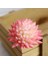 Bei Hua 1 Adet Mini Bonsai Plante Artificielle Ev Bahçe Ofis Düğün Dıy Dekorasyon Yapay Kırmızı Akın Etli Bitkiler (Yurt Dışından) 4