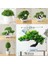 Si Ji Shu Saksı ile Yeşil Bitkiler Yeni Yeşil Yapay Bitkiler Bonsai Küçük Ağaç Çim Çiçek Saksı Bonsai Cadılar Bayramı Düğün Noel Partisi Ev Ofis Dekoru (Yurt Dışından) 2