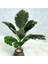 Saksısız F 43 cm 9 Yaprak Yapay Bitkiler Şube Sahte Ficus Ağacı Plastik Banyan Yaprakları Ev Odası Masaüstü Dekor Için Kauçuk Küçük Meşe Yeşillik (Yurt Dışından) 1