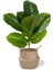 Saksısız F 43 cm 9 Yaprak Yapay Bitkiler Şube Sahte Ficus Ağacı Plastik Banyan Yaprakları Ev Odası Masaüstü Dekor Için Kauçuk Küçük Meşe Yeşillik (Yurt Dışından) 2
