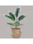 Saksısız F 43 cm 9 Yaprak Yapay Bitkiler Şube Sahte Ficus Ağacı Plastik Banyan Yaprakları Ev Odası Masaüstü Dekor Için Kauçuk Küçük Meşe Yeşillik (Yurt Dışından) 5