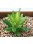 Xiao Lu Hui 2021 Yapay Succulents Bitkiler Ev Dekor Mini Bonsai Bahçe Yatak Odası Düğün Dekorasyon Plantas Artificiales Para Decoracion (Yurt Dışından) 1
