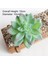 Ji Wa Lian Yeşil Akın Yapay Succulents Bitkiler Ev Bahçe Dekorasyonu Çiçek Aranjmanı Banyo Aksesuarları Planta Yapay (Yurt Dışından) 4