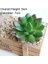 Yihao Baoshihua Yapay Yeşil Mor Kırmızı Mavi Etli Bitkiler Ev Bahçe Düğün Dekorasyon Mini Masaüstü Bonsai Dıy Plante Artificielle (Yurt Dışından) 1