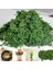 Stil 1 20G/50G/100G Yüksek Kaliteli Yapay Yosun Simülasyon Sahte Yeşil Bitkiler Yosun Ev Dekoratif Duvar Dıy Mikro Peyzaj Aksesuarları (Yurt Dışından) 2