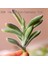 Fg La Jiao Cao Yapay Succulents Bitkiler Ev Bahçe Yatak Odası Oturma Odası Ofis Dekorasyon Aksesuarları Sahte Bitkiler Masaüstü Mini Küçük Bonsai (Yurt Dışından) 2