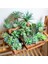 22 Yapay Succulents Yeşil Akın Bitki Kaktüs Sahte Çiçek Masaüstü Manzara Festivali Düğün Ev Bahçe Dekorasyonu (Yurt Dışından) 2