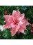 Bir Pembe 5 Adet Noel Çiçekleri Glitter Yapay Atatürk Çiçeği Çiçek Noel Ağacı Süsler Dıy Çelenk Ev Düğün Parti Süslemeleri Hediye (Yurt Dışından) 1