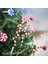 Şeker 4 Paket Şeker Kamışı Noel Dekorasyon Bells Lolipop Kolye Ağacı Noel Süsleri Ev Dekor Noel Hediyeleri Navidad Parti Malzemeleri (Yurt Dışından) 4