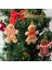 Tip 6 1 Takım Zencefilli Kurabiye Adam Süsler Noel Ağacı Süslemeleri Için, Uzun Zencefil Adam Asılı Takılar Noel Ağacı Süs Tatil Dekor (Yurt Dışından) 3