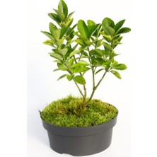 Tunç Botanik Bonsai Taflan Euonymus Japonica 2 Adet