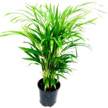Fidanova Areka 75- 80 cm Boyunda