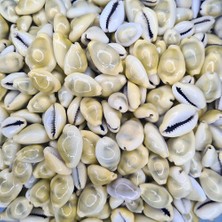 Deniz Kabuğu 500 gr Paket Cyprea Moneta